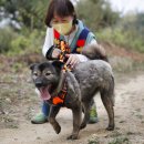 리버하우스의 보리가 1박 2일의 특별 휴가를 얻었어요 ~ 이미지