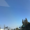 파주로 은행나무길 | 은행나무 보러 갔다가 실패한 파주 단풍 나들이 🍁