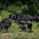 정심농장 이미지