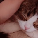 오월의 동물병원 이미지