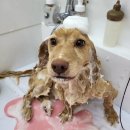 머무름 펫 이미지