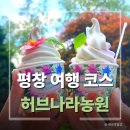 평창 여행 코스 추천 허브나라농원 아이와 가볼만한 곳