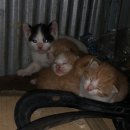 만주카센타 이미지