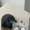 꼬dog꼬dog 이미지