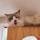 고양이호텔 묘랑묘랑 이미지