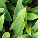 석위-고란초과 이미지