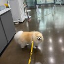 호수동물병원 | 🐶 오창 메인동물병원 방문 후기 – 강아지와 함께한 건강한 하루