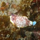 작은한개 이미지