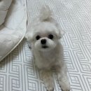 노노펫 | 파주 운정애견미용 노노펫 3년째 다니는 내돈내산 후기