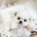 부산강아지분양 퍼피몰리 이미지