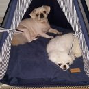 하리네 하우스 이미지