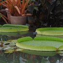 크루지아나 이미지