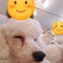 에이펫(A-PET) 이미지