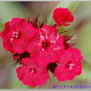 달맞이 펜션 이미지