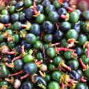 소호초등학교 (소호초 건너) 이미지