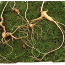 고려산삼 이미지