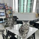 아잉독 애견카페 이미지