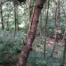 삼안 B조8월 영인산 정기산행 이미지