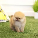 스타켄넬 이미지