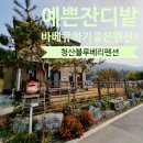 청산 블루베리 이미지