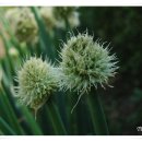 양촌리마을 이미지