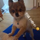 바른 애견 | [아산 배방 애견동반 맛집] 🐾바른면옥 막국수&amp;육회비빔밥