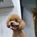 부산애견팡팡 이미지