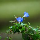 야생화 탐방ㅡ내가 좋아하는 청보라색꽃 이미지