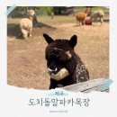 안나목장 | 제주 도치돌알파카목장 : 아이랑 가볼 만한 동물 먹이주기 체험