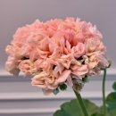 러블리몽 이미지