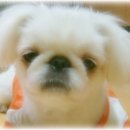 토토페키 이미지