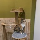 냥클래스 이미지