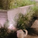 토비동물병원 | 피부·털 건강 지킴이, 코텍스(Coatex) 사용 후기 🐶🐾알로페시아&amp;발사탕 극복!!💪🏻