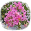 청와삼대 이미지