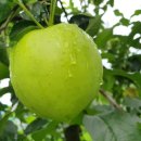 박태호농장 이미지