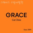 그레이스 고양이 병원 | 강남구 청담동 동물병원 그레이스 고양이병원 위치 오는길 후기