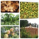 김호농장 이미지