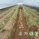 오가네 하우스 이미지