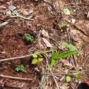 금문농장2 이미지