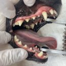 로고스 동물병원 이미지