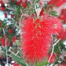 영축산효소 | ♣ 통도사 영축산 봄나물,약초 산행 ♣