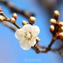 *****1142 Daum카페