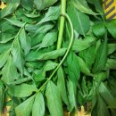 소경불알(밤더덕), 접골목 순과잎, 수영전초 판매합니다. 이미지