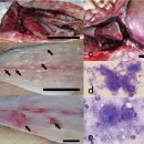 부시리 골격근과 심근의 미포자충 Microsporidium seriolae와 Philometroides seriolase추정 선충류 이미지
