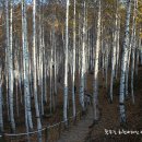 자작나무길펜션 이미지