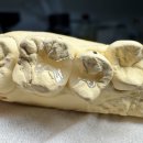 설 치과기공소 이미지