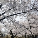 시청별관앞 꽃보라동산 이미지