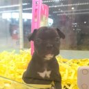 멍멍아 놀자 이미지