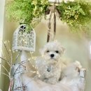 강아지는 미용빨 이미지