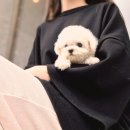 일산요미독강아지분양